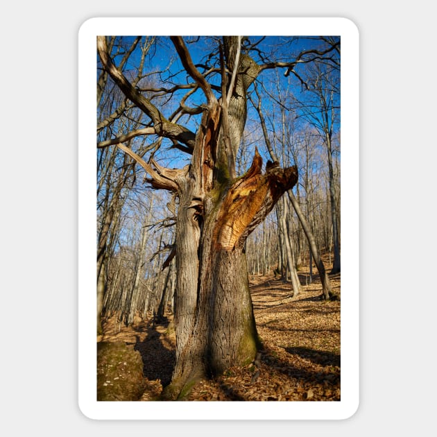 Huge oak tree Sticker by naturalis